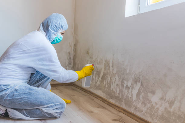 Licensed Hvac And Air Duct Mold Remediation service in Deerfield, MI - 24 Hour Mold Removal