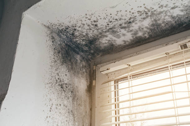 Affordable Hvac And Air Duct Mold Remediation solutions in Deerfield, MI